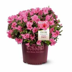 Perfect Plants Autumn Empress™ Encore® Azalea Shrub All Shrubs & Hedges