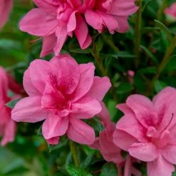 Perfect Plants Autumn Empress™ Encore® Azalea Shrub All Shrubs & Hedges