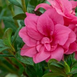 Perfect Plants Autumn Empress™ Encore® Azalea Shrub All Shrubs & Hedges