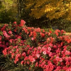 Perfect Plants Autumn Empress™ Encore® Azalea Shrub All Shrubs & Hedges