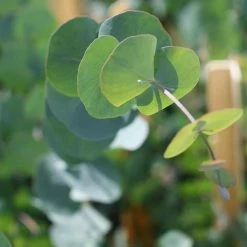 Perfect Plants Silver Dollar Eucalyptus Tree