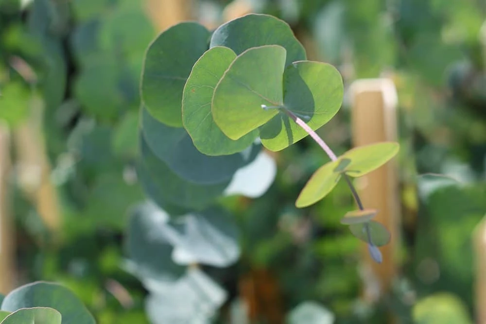 Perfect Plants Silver Dollar Eucalyptus Tree 2 Perfect Plants Silver Dollar Eucalyptus Tree