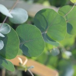 Perfect Plants Silver Dollar Eucalyptus Tree 6 Perfect Plants Silver Dollar Eucalyptus Tree