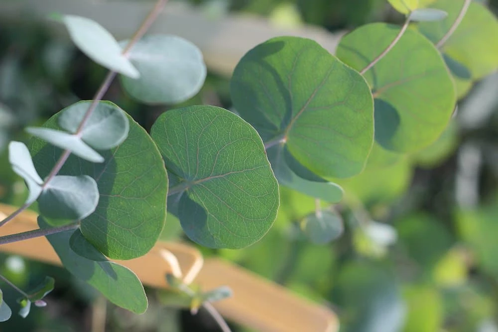 Perfect Plants Silver Dollar Eucalyptus Tree 3 Perfect Plants Silver Dollar Eucalyptus Tree