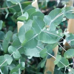 Perfect Plants Silver Dollar Eucalyptus Tree 7 Perfect Plants Silver Dollar Eucalyptus Tree