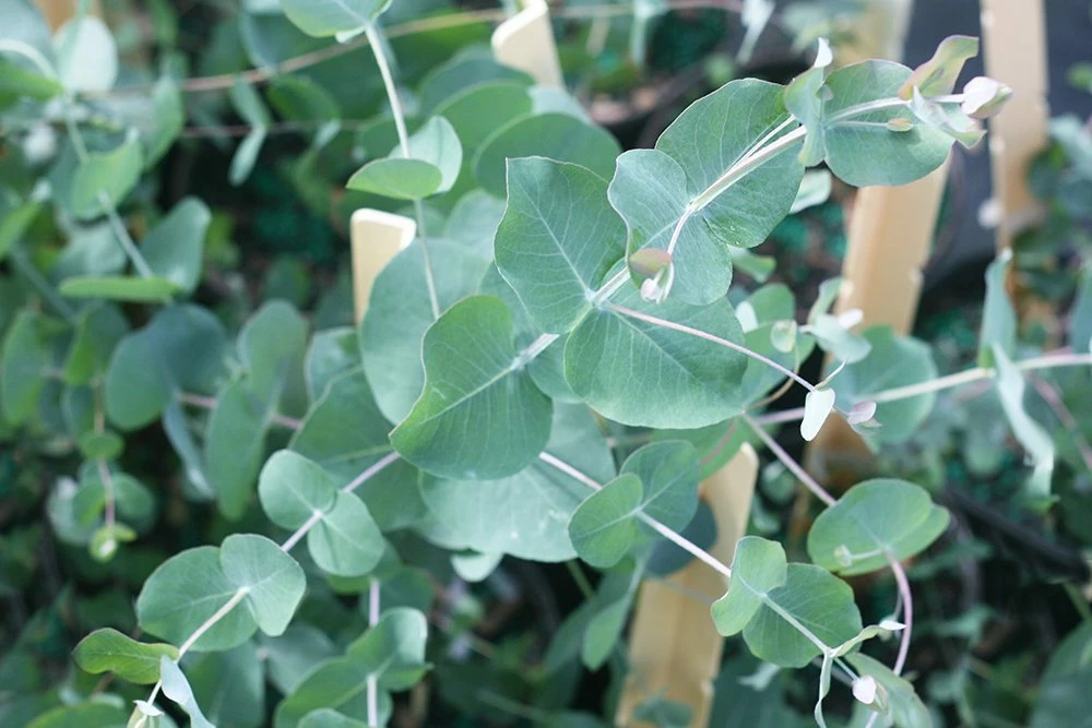 Perfect Plants Silver Dollar Eucalyptus Tree 4 Perfect Plants Silver Dollar Eucalyptus Tree