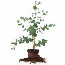 Perfect Plants Sales Shop 35 Perfect Plants Silver Dollar Eucalyptus Tree