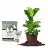 Perfect Plants All Houseplants Fiddle Leaf Fig Bundle