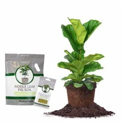 Perfect Plants All Houseplants Fiddle Leaf Fig Bundle