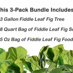Perfect Plants All Houseplants Fiddle Leaf Fig Bundle 6 Perfect Plants All Houseplants Fiddle Leaf Fig Bundle