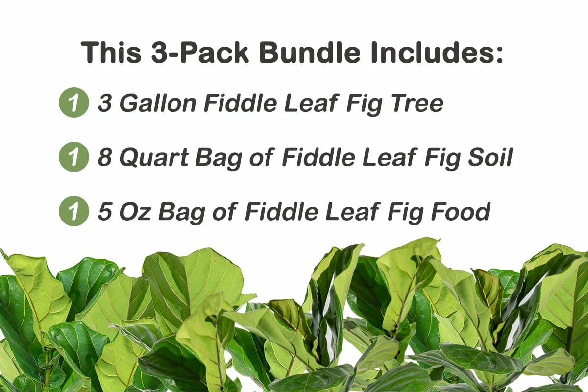 Perfect Plants All Houseplants Fiddle Leaf Fig Bundle 3 Perfect Plants All Houseplants Fiddle Leaf Fig Bundle