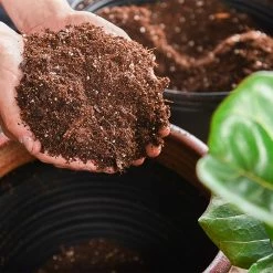 Perfect Plants All Houseplants Fiddle Leaf Fig Bundle 7 Perfect Plants All Houseplants Fiddle Leaf Fig Bundle