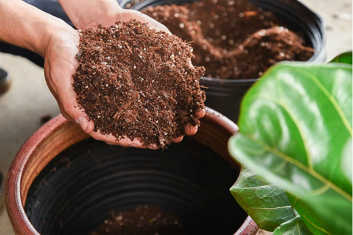 Perfect Plants All Houseplants Fiddle Leaf Fig Bundle 4 Perfect Plants All Houseplants Fiddle Leaf Fig Bundle