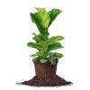 Perfect Plants Fiddle Leaf Fig Tree