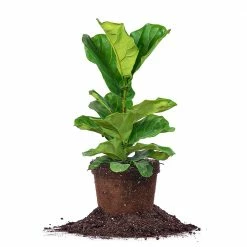 Perfect Plants Fiddle Leaf Fig Tree