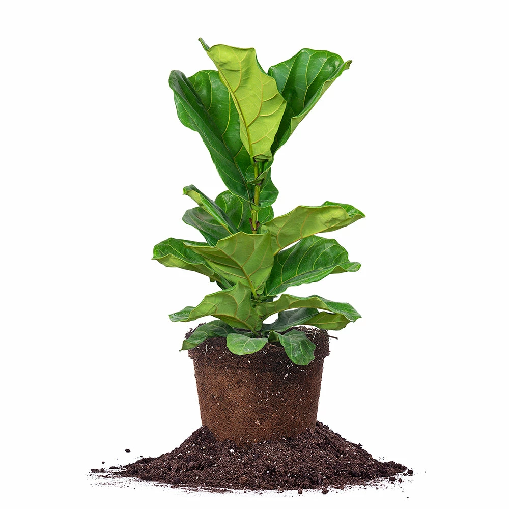 Perfect Plants Fiddle Leaf Fig Tree 1 Perfect Plants Fiddle Leaf Fig Tree