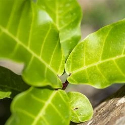 Perfect Plants Fiddle Leaf Fig Tree