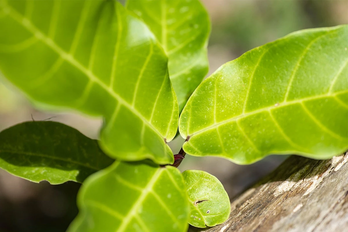 Perfect Plants Fiddle Leaf Fig Tree 2 Perfect Plants Fiddle Leaf Fig Tree
