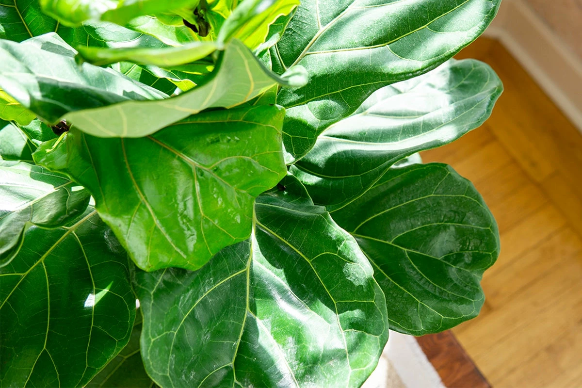 Perfect Plants Fiddle Leaf Fig Tree 3 Perfect Plants Fiddle Leaf Fig Tree