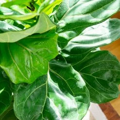 Perfect Plants All Houseplants Fiddle Leaf Fig Bundle
