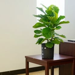 Perfect Plants Fiddle Leaf Fig Tree 10 Perfect Plants Fiddle Leaf Fig Tree
