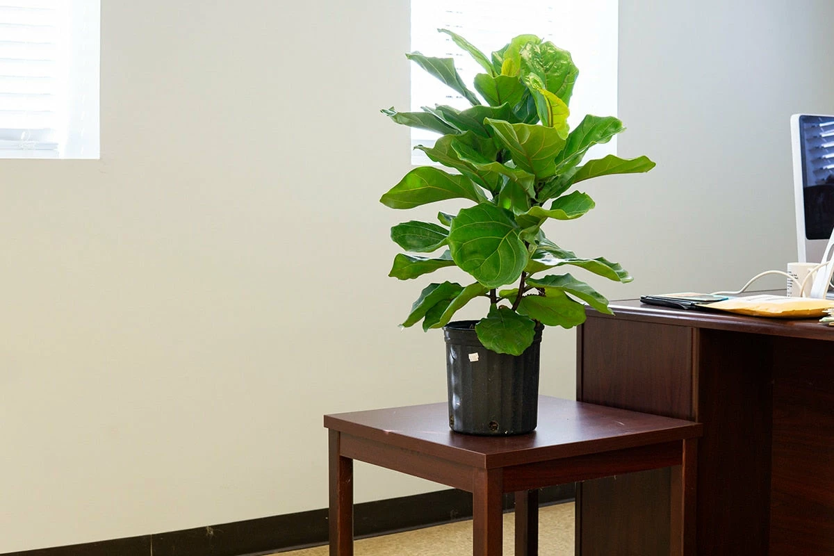 Perfect Plants Fiddle Leaf Fig Tree 4 Perfect Plants Fiddle Leaf Fig Tree