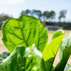 Perfect Plants Fiddle Leaf Fig Tree 11 Perfect Plants Fiddle Leaf Fig Tree