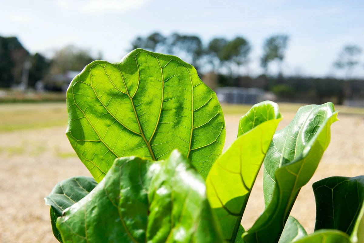 Perfect Plants Fiddle Leaf Fig Tree 5 Perfect Plants Fiddle Leaf Fig Tree