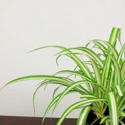 Perfect Plants Variegated Spider Plant