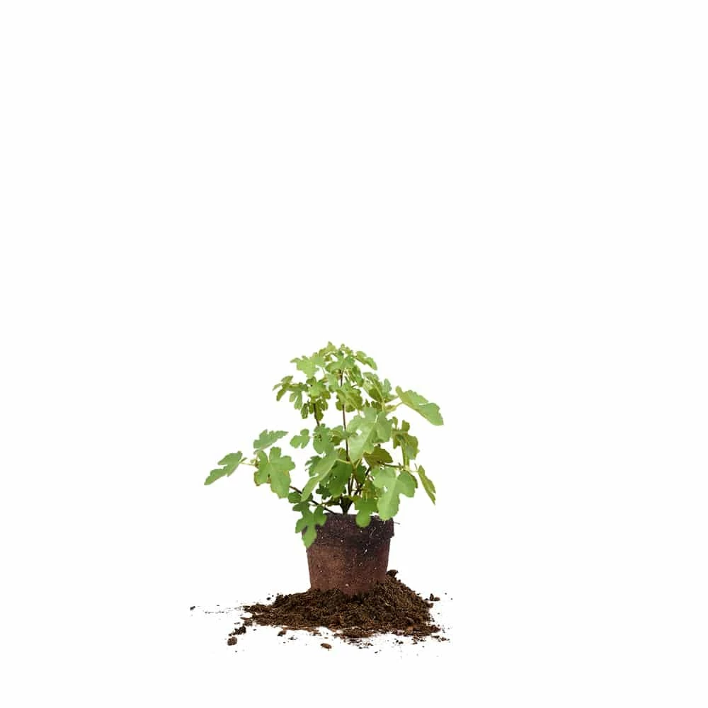 Perfect Plants Black Mission Fig Tree All Fruit & Nut Trees 6 Perfect Plants Black Mission Fig Tree All Fruit & Nut Trees