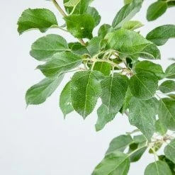 Perfect Plants Red Fuji Apple Tree