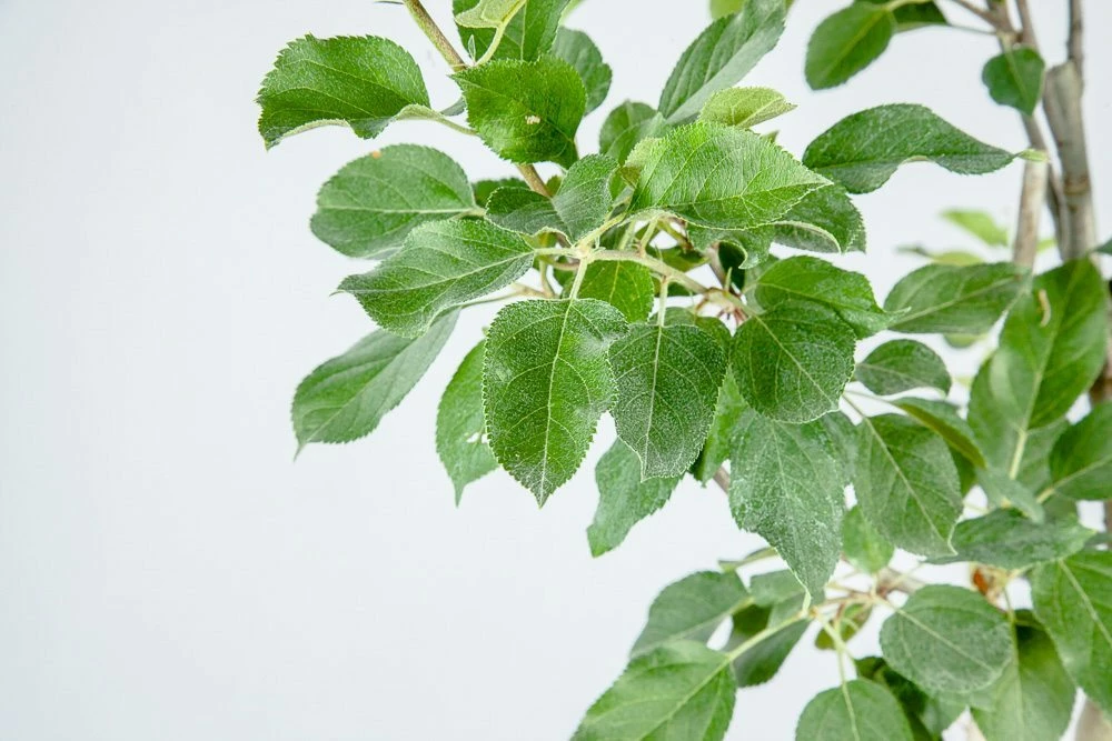 Perfect Plants Red Fuji Apple Tree 2 Perfect Plants Red Fuji Apple Tree