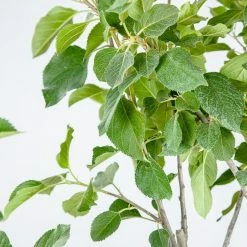 Perfect Plants Red Fuji Apple Tree 7 Perfect Plants Red Fuji Apple Tree