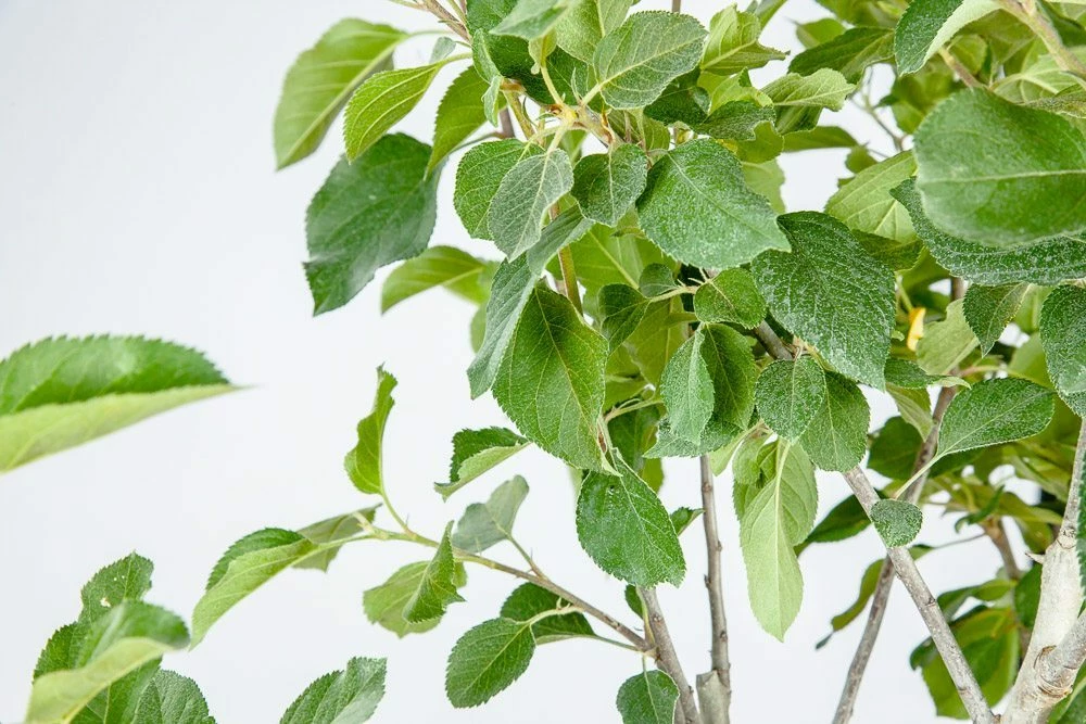 Perfect Plants Red Fuji Apple Tree 3 Perfect Plants Red Fuji Apple Tree