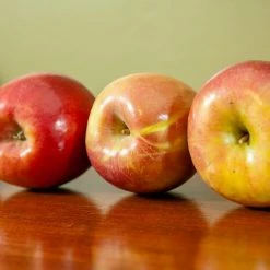 Perfect Plants Red Fuji Apple Tree 8 Perfect Plants Red Fuji Apple Tree