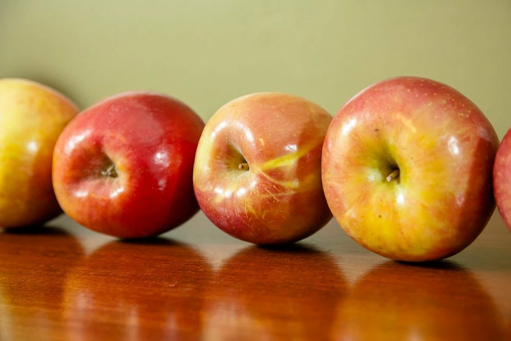 Perfect Plants Red Fuji Apple Tree 4 Perfect Plants Red Fuji Apple Tree