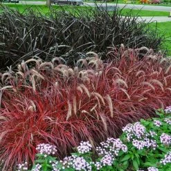 Perfect Plants Liriope Shrubs Fireworks Fountain Grass Shrub