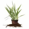 Perfect Plants Variegated Flax Lily Shrub Liriope Shrubs