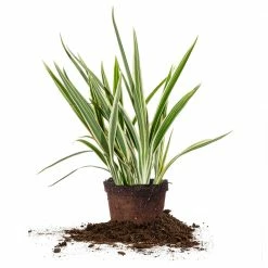 Perfect Plants Sales Shop 10 Perfect Plants Variegated Flax Lily Shrub Liriope Shrubs