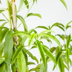 Perfect Plants Flordacrest Peach Tree