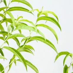 Perfect Plants Flordacrest Peach Tree