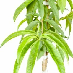 Perfect Plants Flordacrest Peach Tree