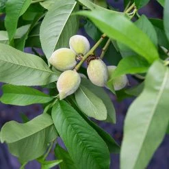 Perfect Plants Flordacrest Peach Tree