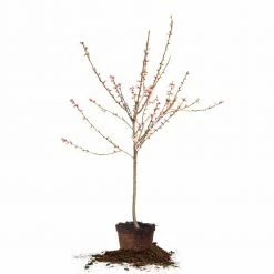 Perfect Plants Flordaking Peach Tree All Fruit & Nut Trees