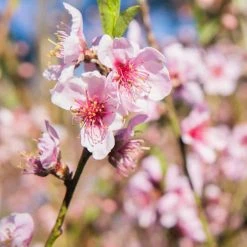 Perfect Plants Flordaking Peach Tree All Fruit & Nut Trees