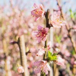 Perfect Plants Flordaking Peach Tree All Fruit & Nut Trees