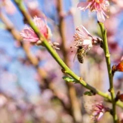 Perfect Plants Flordaking Peach Tree All Fruit & Nut Trees