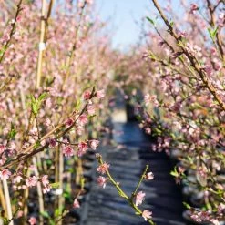 Perfect Plants Flordaking Peach Tree All Fruit & Nut Trees