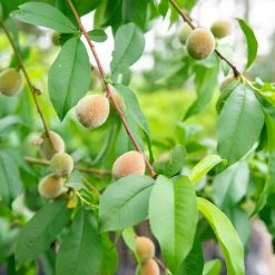Perfect Plants Flordaking Peach Tree All Fruit & Nut Trees