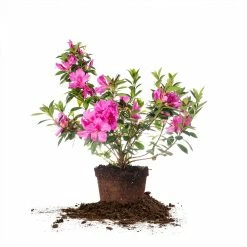 Perfect Plants Formosa Azalea Shrub All Shrubs & Hedges